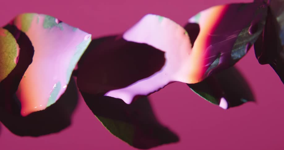 Pink paint falling through a plant leaf in front of a pink background