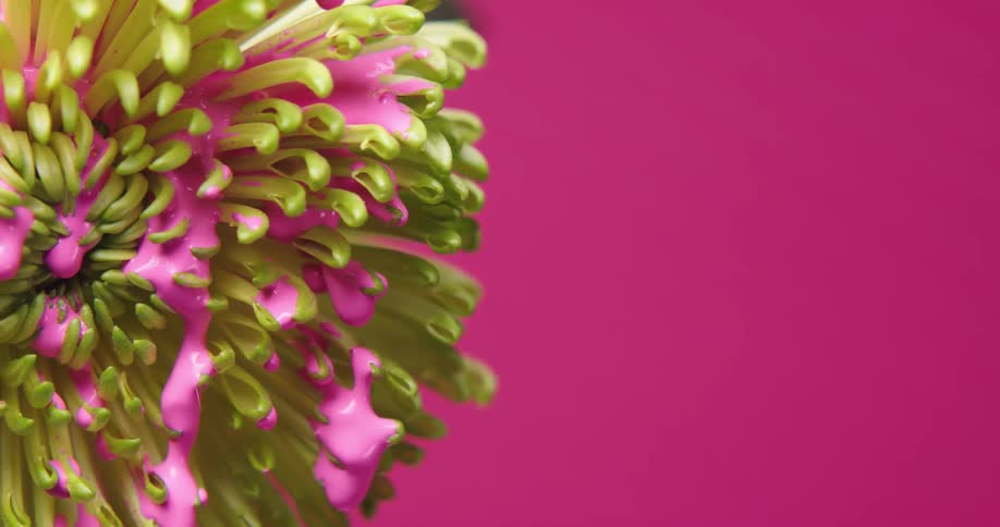 Pink paint drips over a green flower