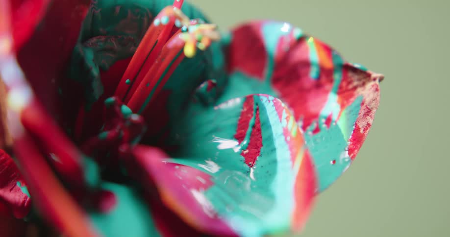 A view of a flower petal with paint on them