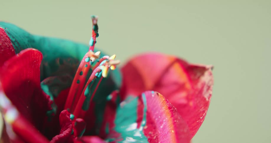 The paint drips on the flower