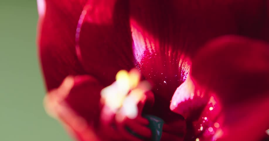 Blue paint dripping over a flower petal