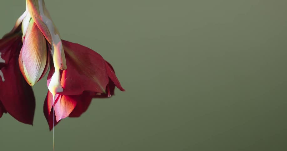 The white paint drips all over the flower