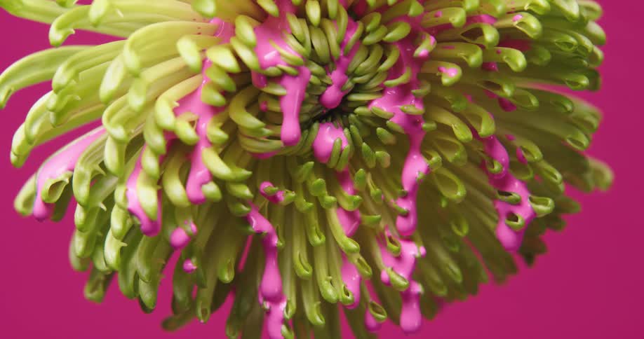 Bright liquid pink ink flowing throught the petals of a yellow flower against a pink background