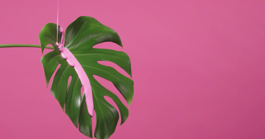 Pink paint is dripping onto a green leaf and the wall behind it is pink