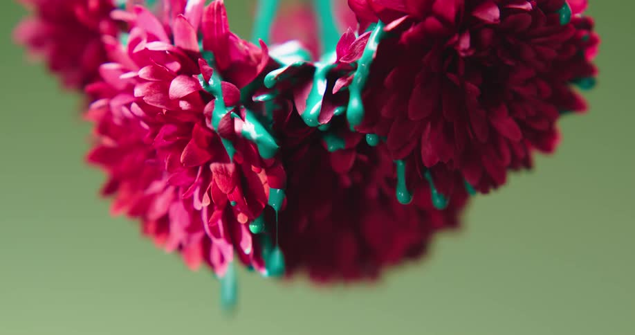 Closeup of turquoise paint dripping off petals of pink carnations