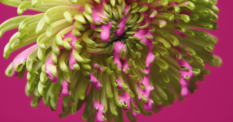 Close up of pink paint dripping off a chrysanthemum against a pink background
