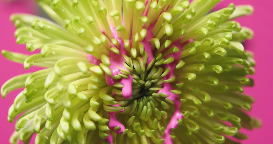 The pink paint drips over the flower