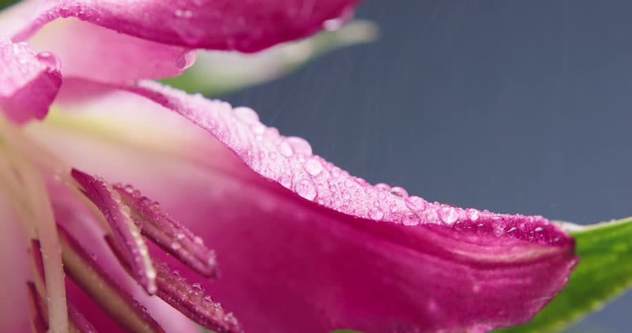 Rain is pouring on pink tropical plants