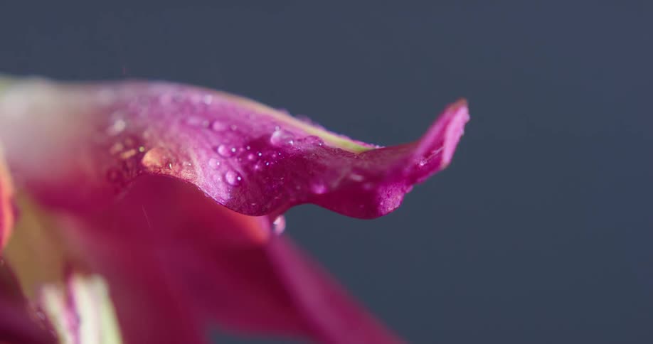 Its raining on flowers in a tropical area