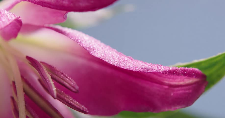 Light rain falls on a pink flower and droplets sit on the petals