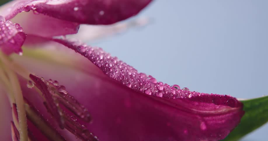 Water drips from the pink petals of a flower under a blue sky