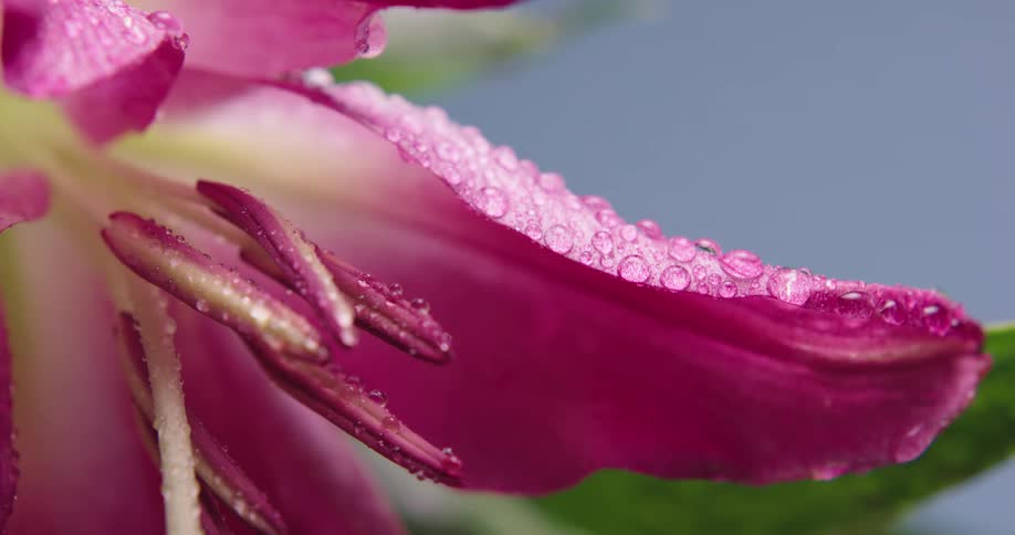 Light rain falls on a pink flower and droplets sit on the petals