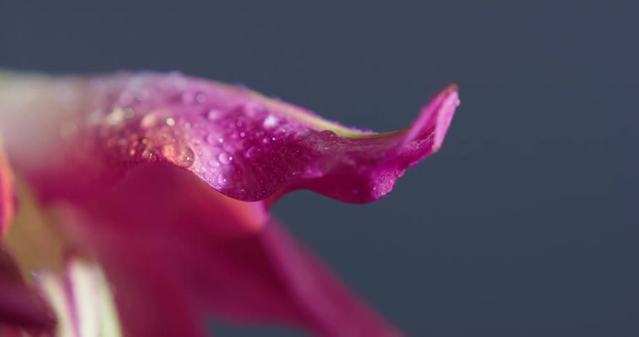 Closeup of water droplets falling off a pink petal