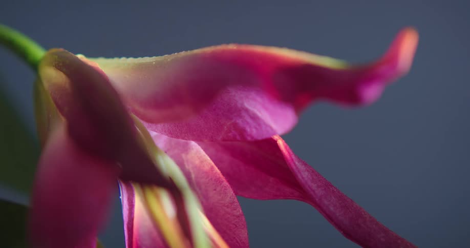 Light rain falls on a pink flower and droplets sit on the petals