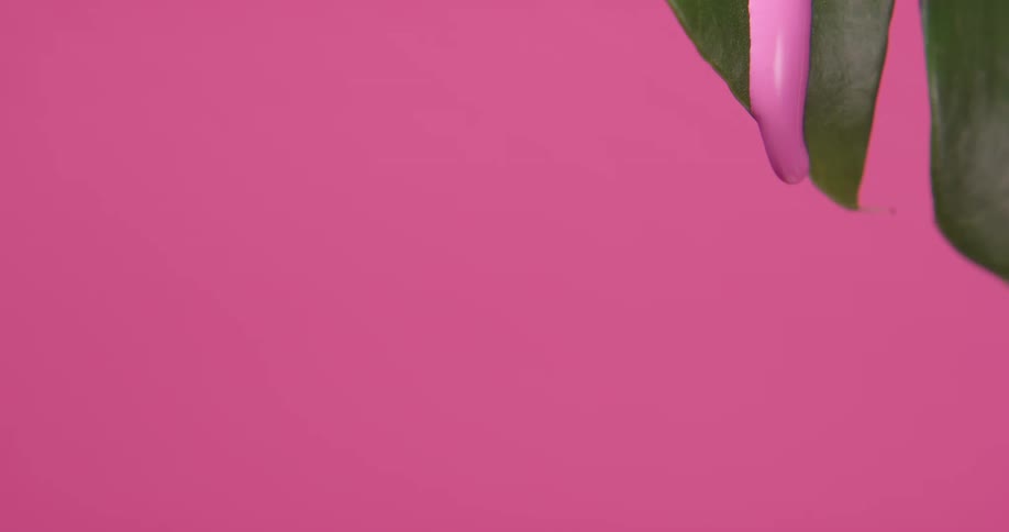 Pink paint falling down through a green plant leaf in front of a pink background