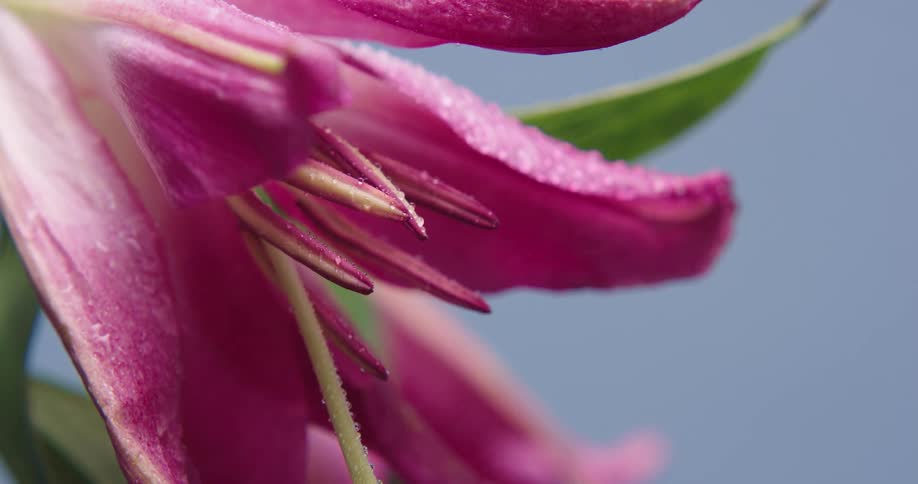 Light rain falls on a pink flower and droplets sit on the petals