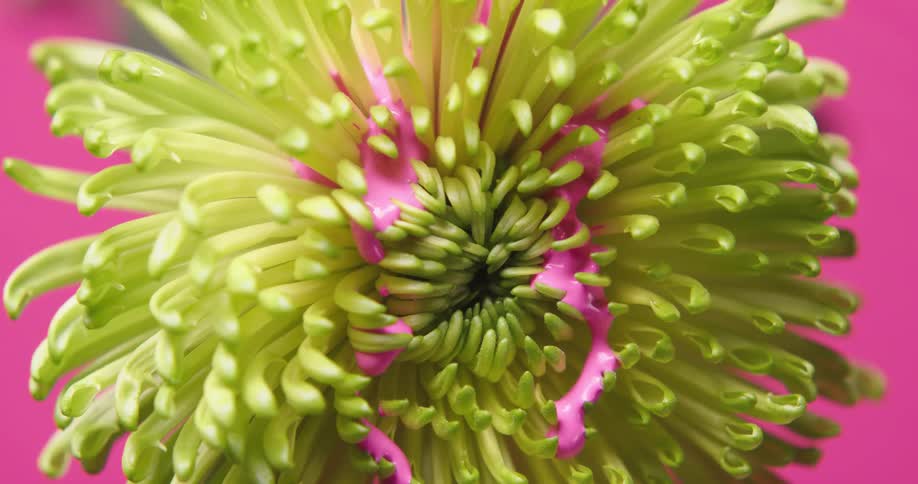 Pink paint drips onto flower with cluster of small yellow petals