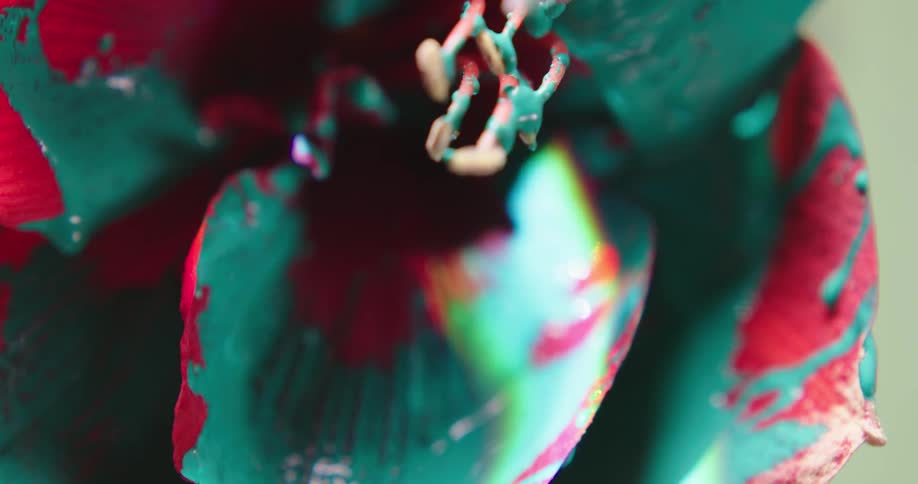 Close up of colorful bright green liquid ink dripping from the petals of a red flower