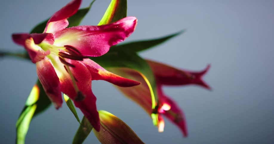 Vivid colored tropical flower is lit by sunlight under a blue sky