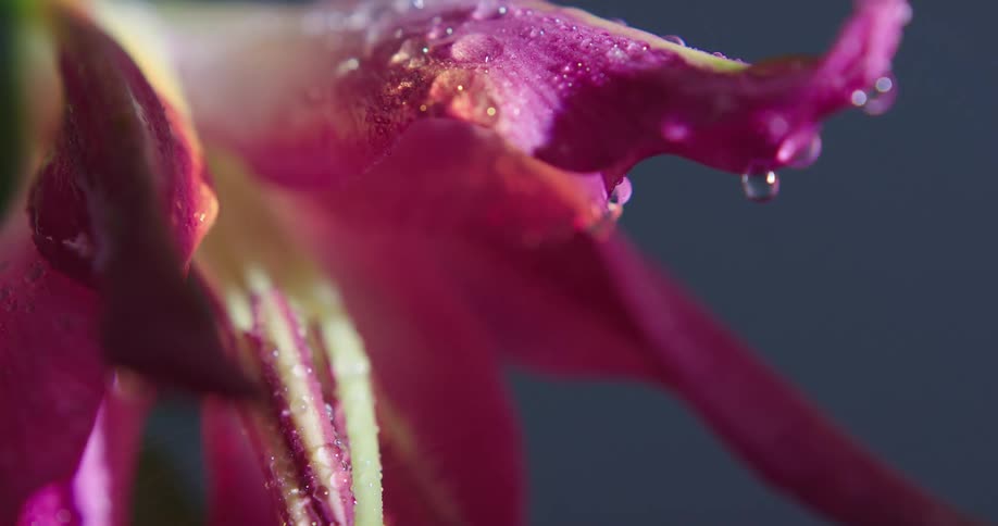 Rain is pouring on the tropical flowers