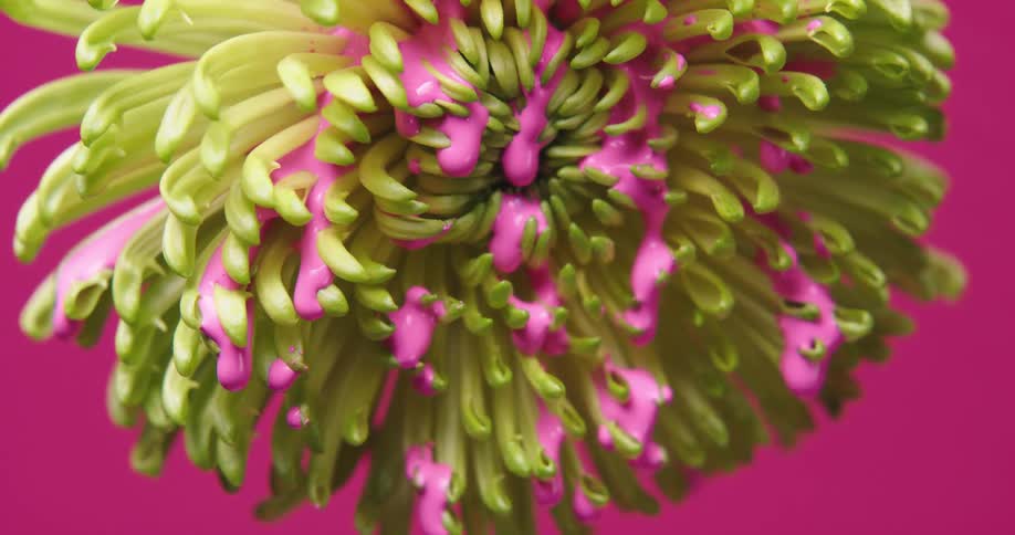 The neon pink paint drips from the flower