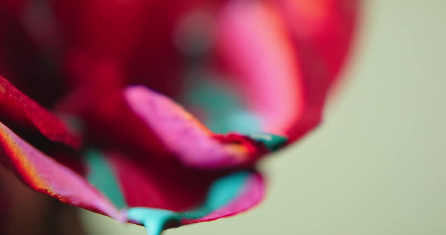 Green paint drips off of the red flower