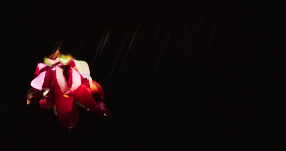 Water drops strike a red flower against a black background