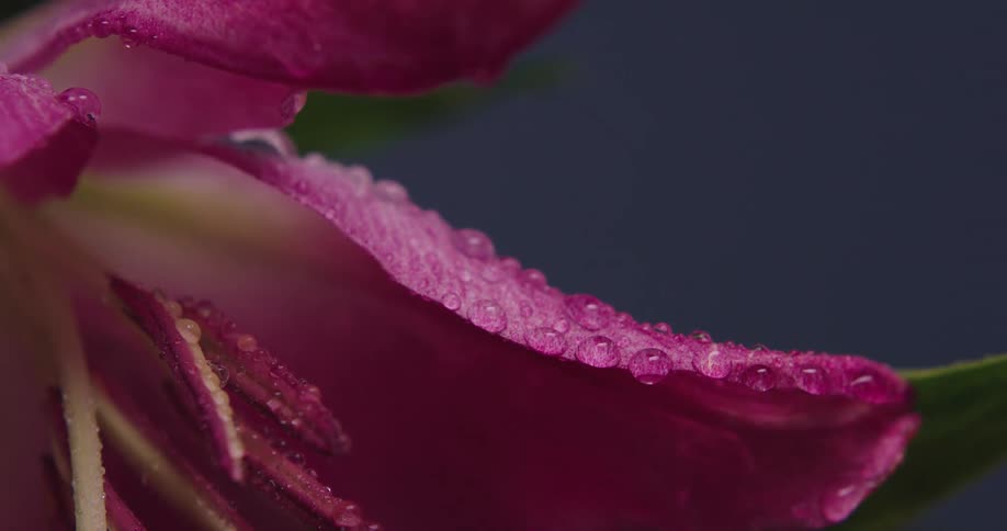 Light rain falls on a pink flower and droplets sit on the petals and roll off