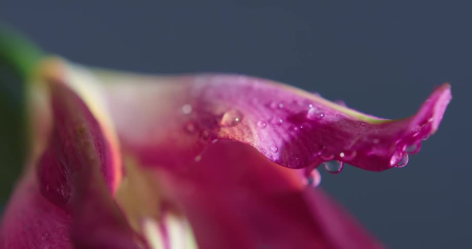 Close up of water droplets on a pink flower petal