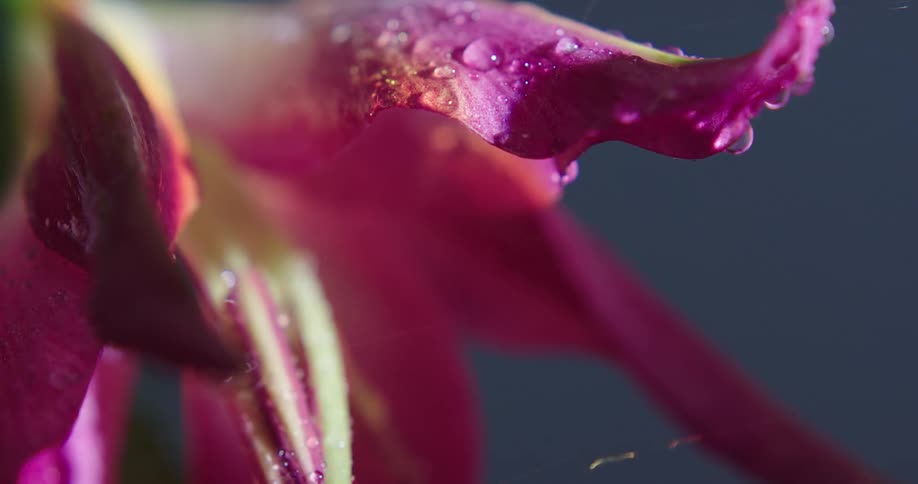 Light rain falls on a pink flower and droplets sit on the petals and roll off