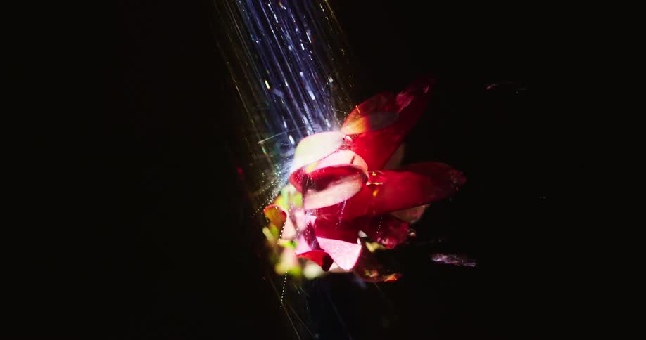 Water shines silver as it flows onto colorful flower lit by light and surrounded by dark
