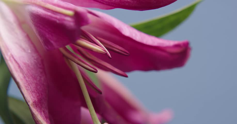 Close up view of a pink flower with leaves behind it