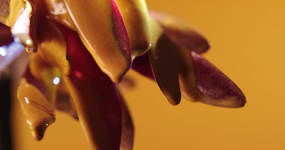 Water drips from flower petals