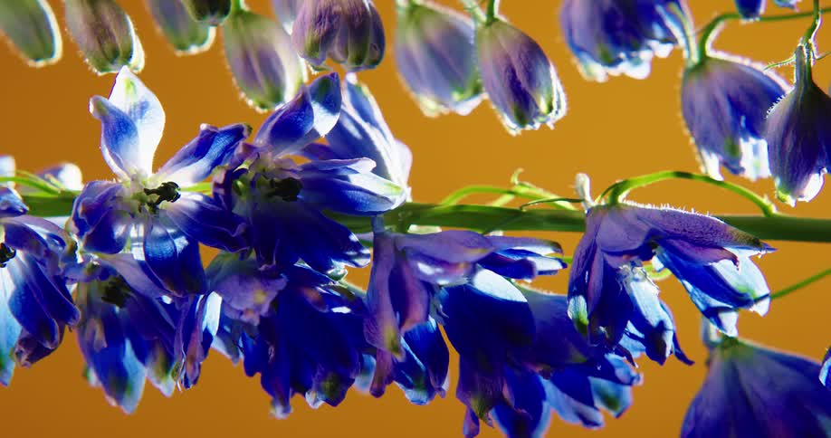 The sun is shining on purple flowers with an orange wall in the distance