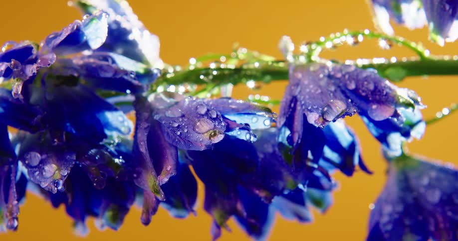 The flowers are covered with water