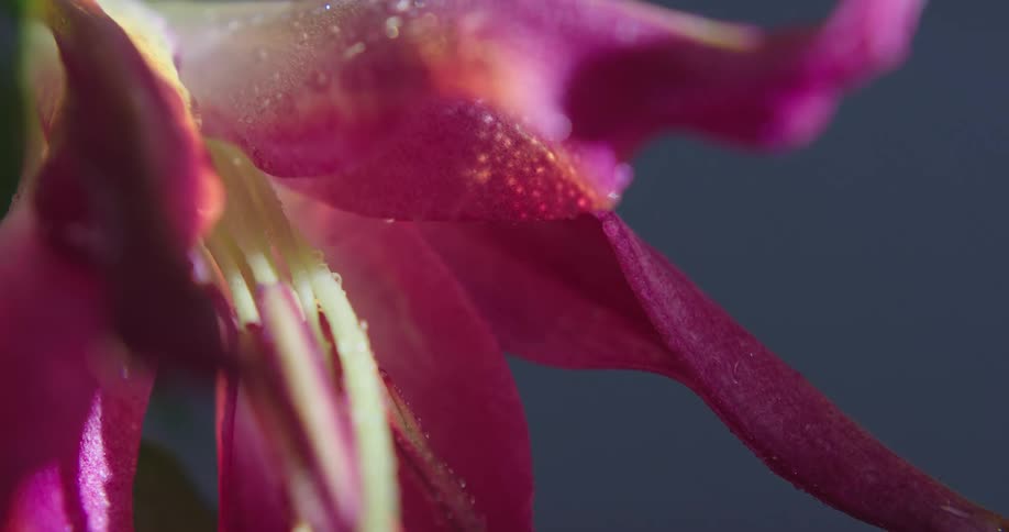 What drips from the flower
