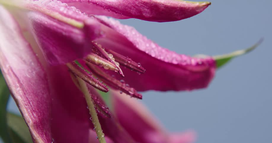 Water droplets are falling off the tropical flowers