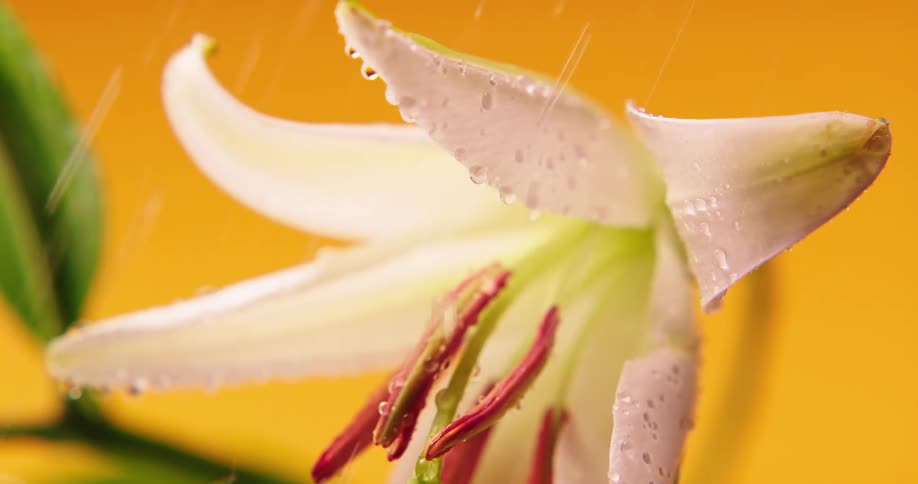 Water is being sprayed on the flower