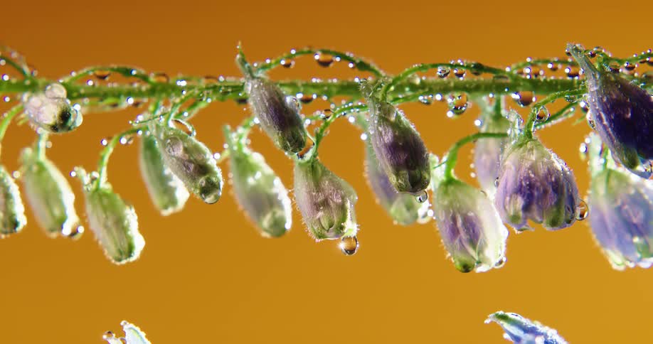 Violet flower blossoms hanging from the green stem covered in water droplets against a yellow background
