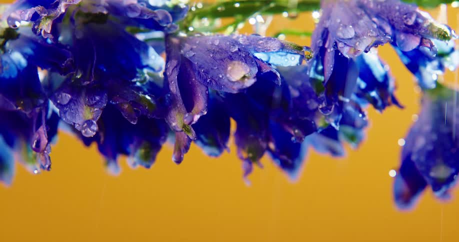 A view of water falling onto flower pedals