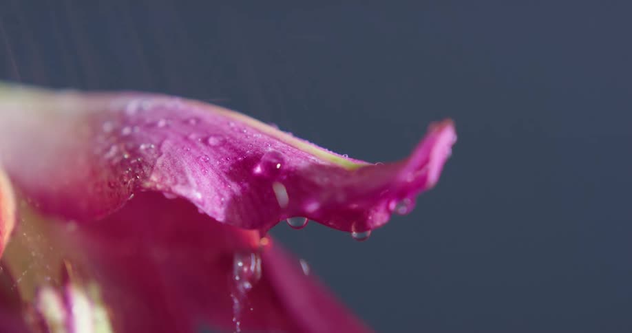 Rain is falling on a pink flower and rolling off the petals