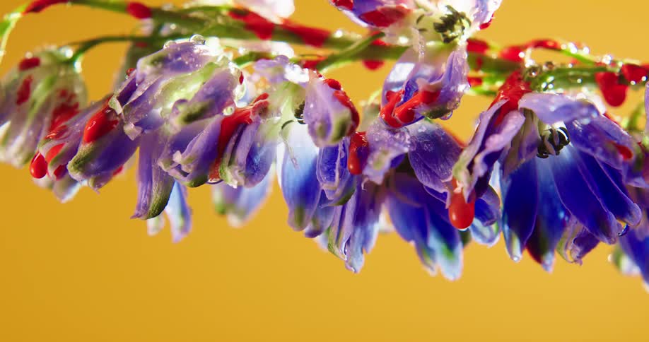 The red paint drips from the flowers