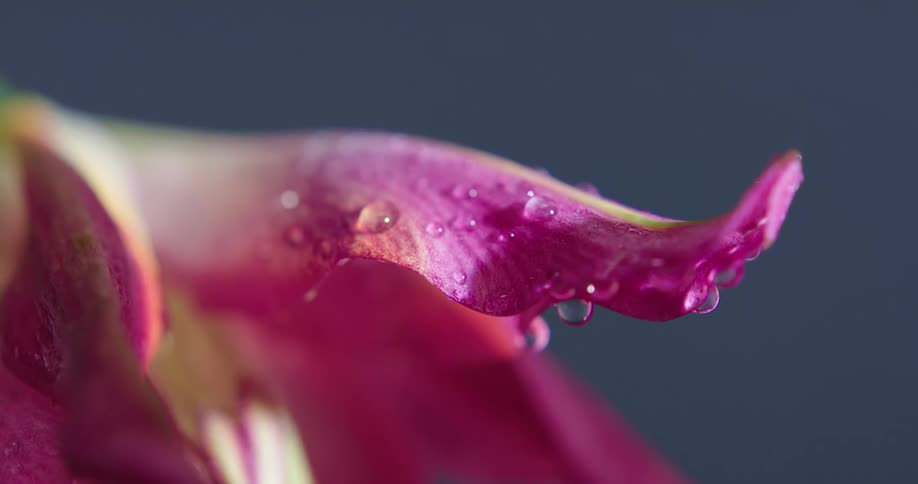 Water droplets are covering the tropical plants