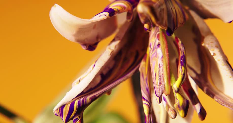 The paint drips off the flower