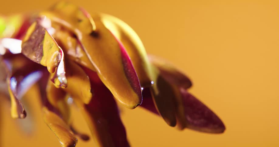 A viscous brown liquid drips from a plant