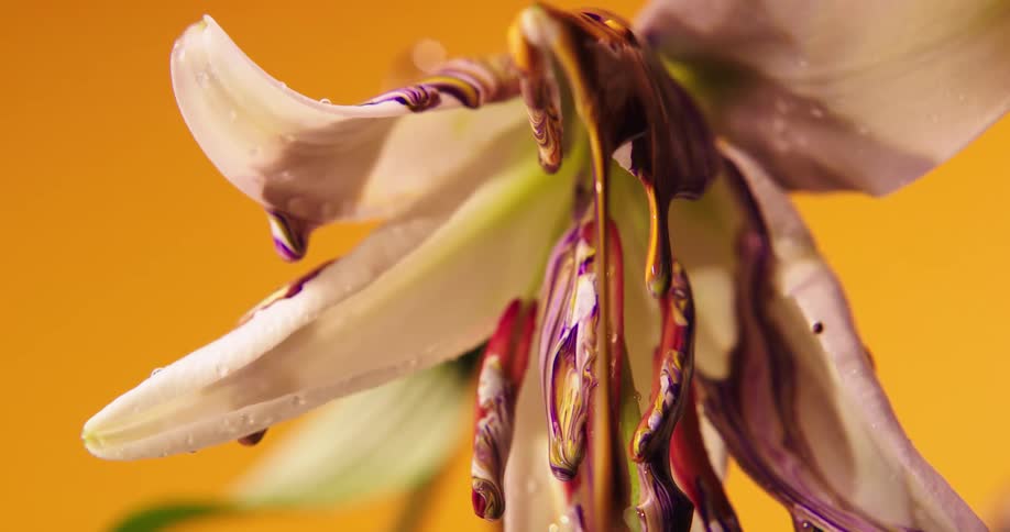 Paint is poured onto a dropping lily