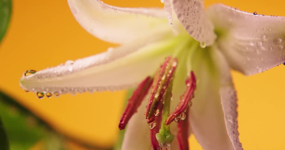 Rain falling off of a flower