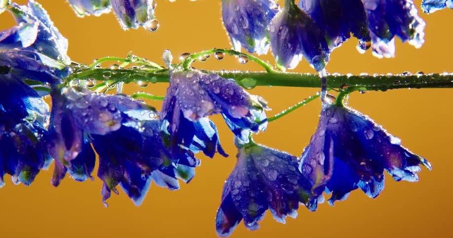 Water drips from a plant stem with large blue flowers