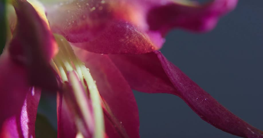 A lily flower is misted with water causing it to shimmer in the light