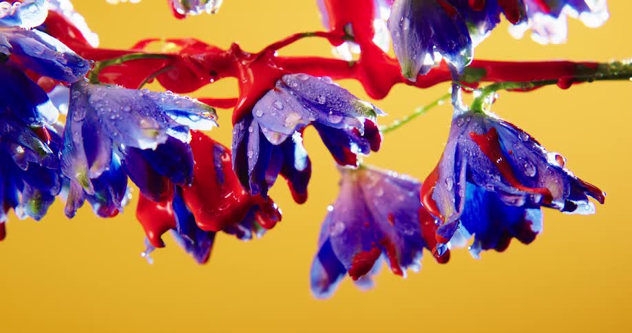 Red paint drips on purple flowers against a yellow background